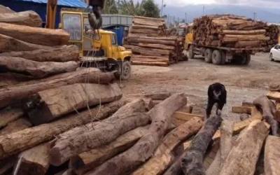 缅甸花梨凭什么，，，，价钱一起上涨....