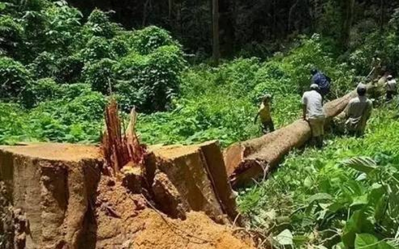 缅甸花梨（大果紫檀）逐渐成为红木家具的“主力军”。。。。